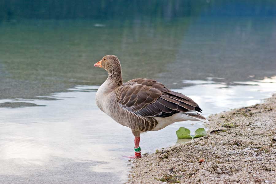 Foto 43/54 (Graugans im Almsee)